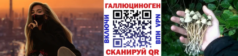 Псилоцибиновые грибы Cubensis  Купить где  Березники 